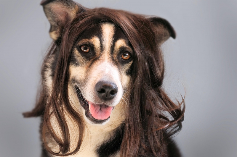 toiletteur-PIGNANS-min_dog-1776721